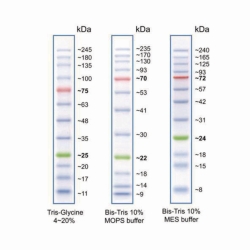 Slika Protein Ladders, Prestained