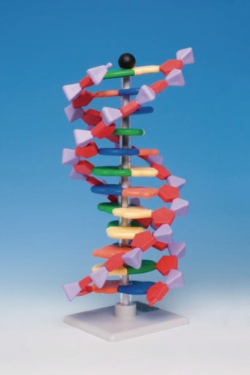 Slika Molecular model system miniDNA<sup>&reg;</sup> / RNA Kits