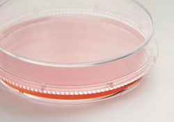 Slika Cell and Tissue Culture Dishes, Nunc&trade; EasYDish&trade;, PS, sterile